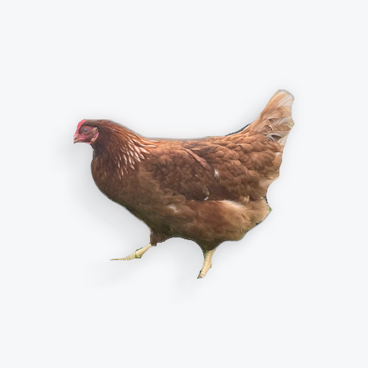 Rhode Island Red