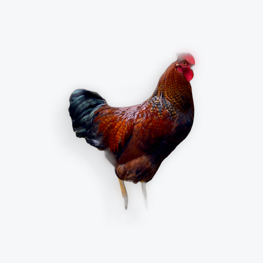 Rhode Island Red Rooster