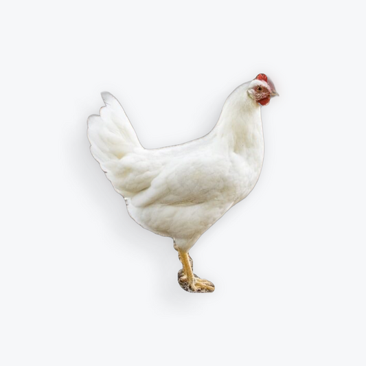 White Leghorn