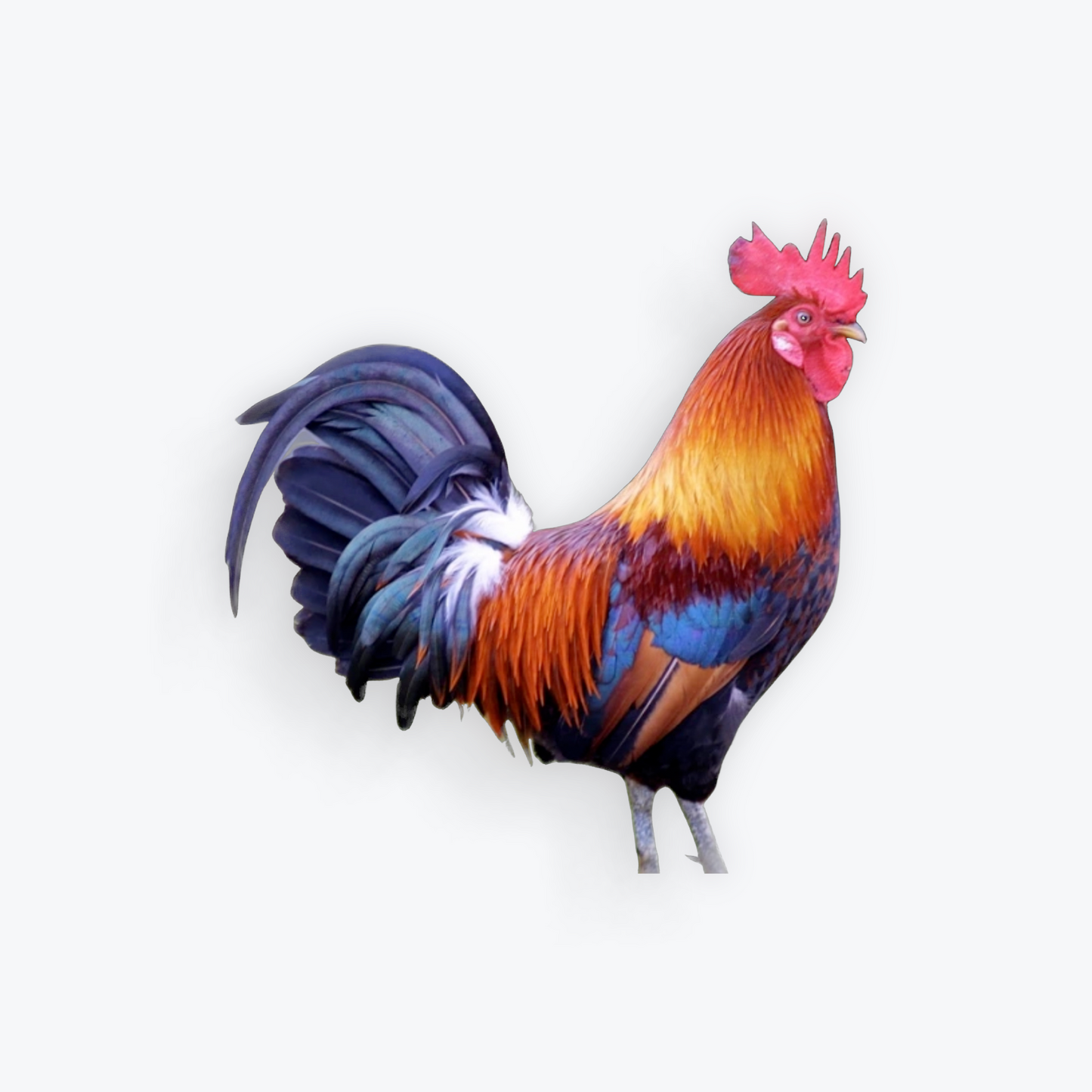 Hybrid Red Rooster